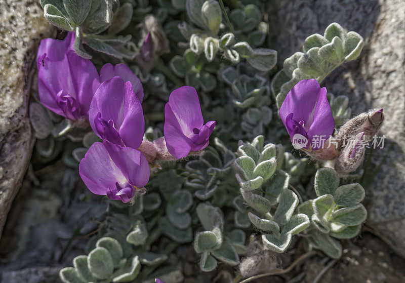 黄芪(Astragalus purshii)是一种沙维科植物，俗称毛荚沙维科植物(woollypod milvetch)和蒲草沙维科植物(Pursh’s milvetch)。大盆地国家公园，内华达州。